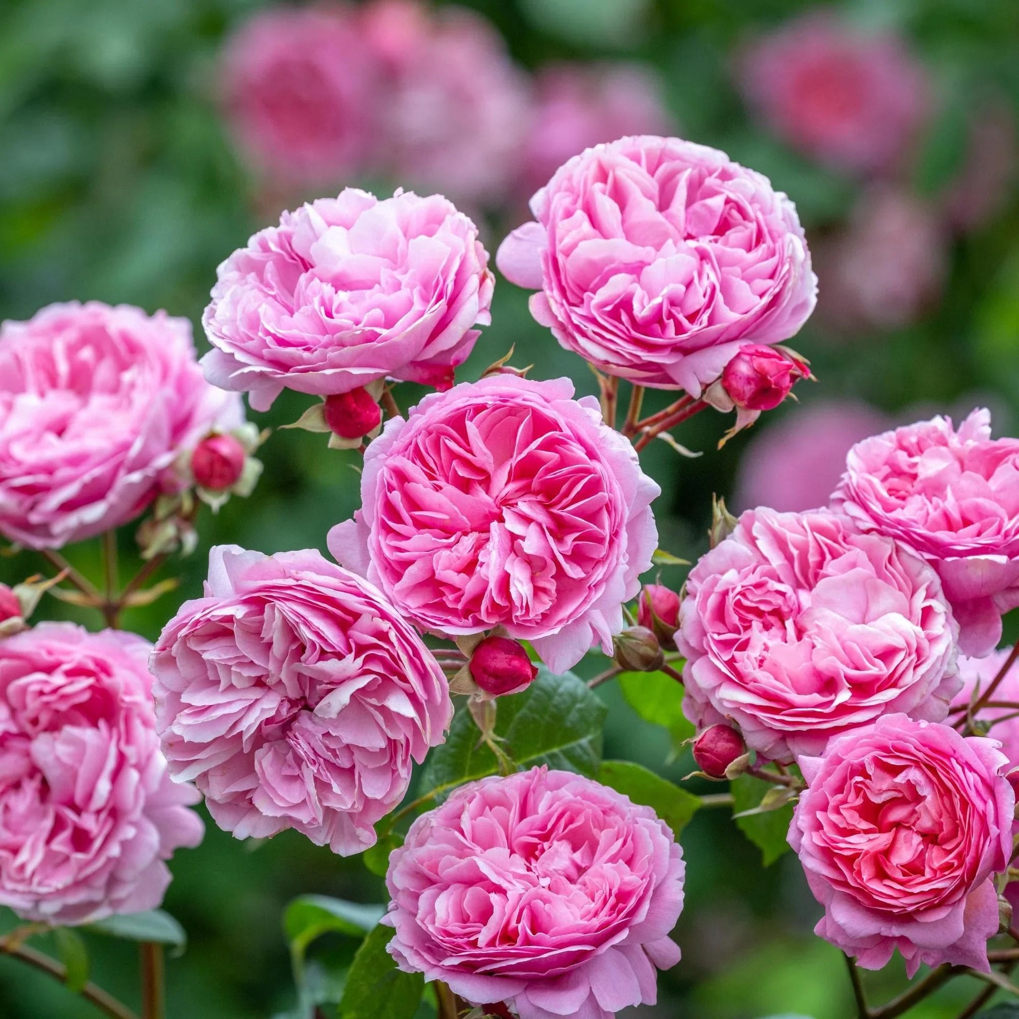 Garden Roses