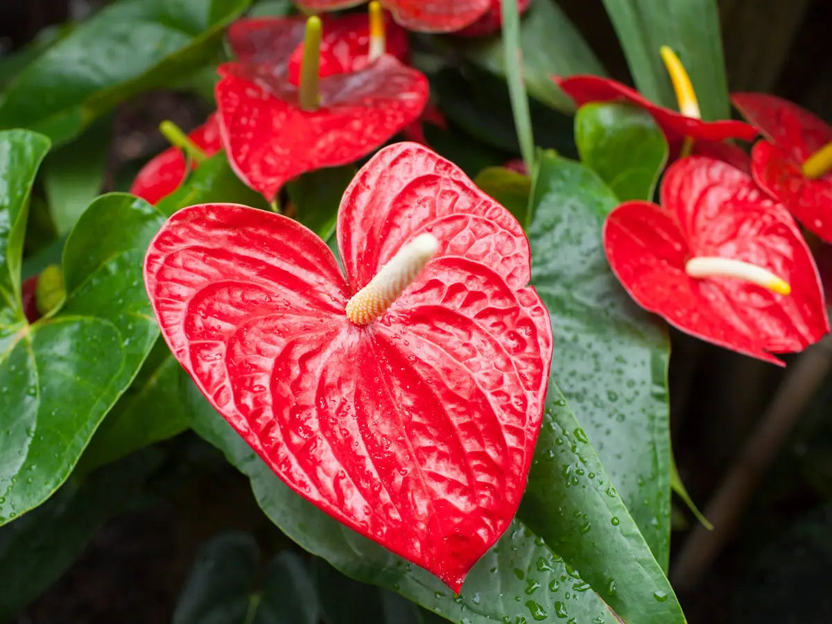 Anthurium