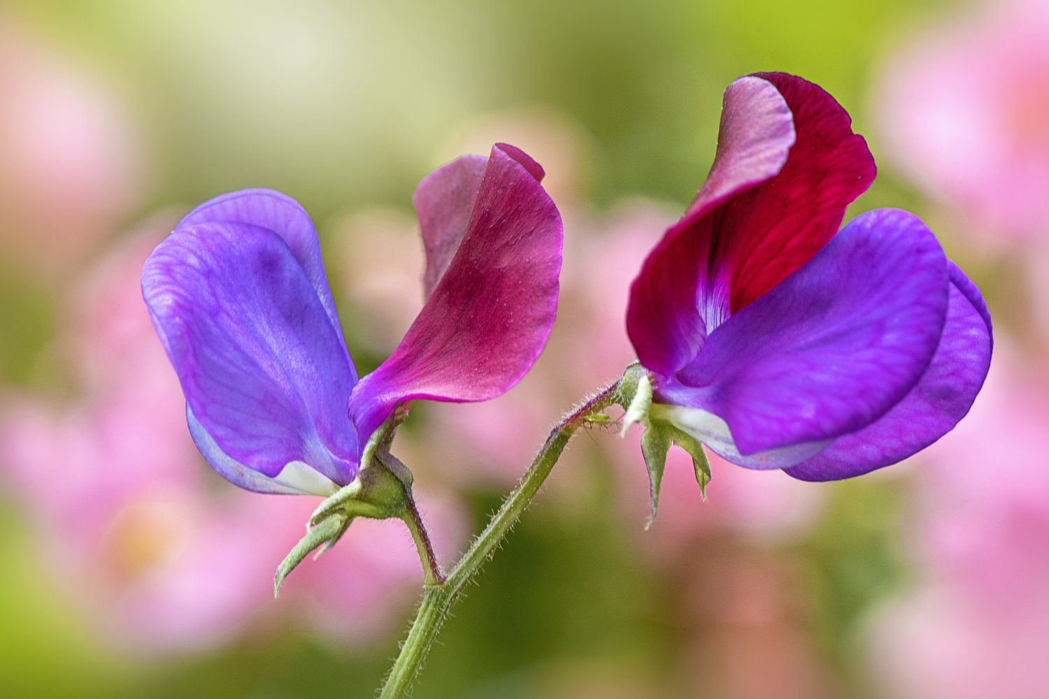 Sweet Pea