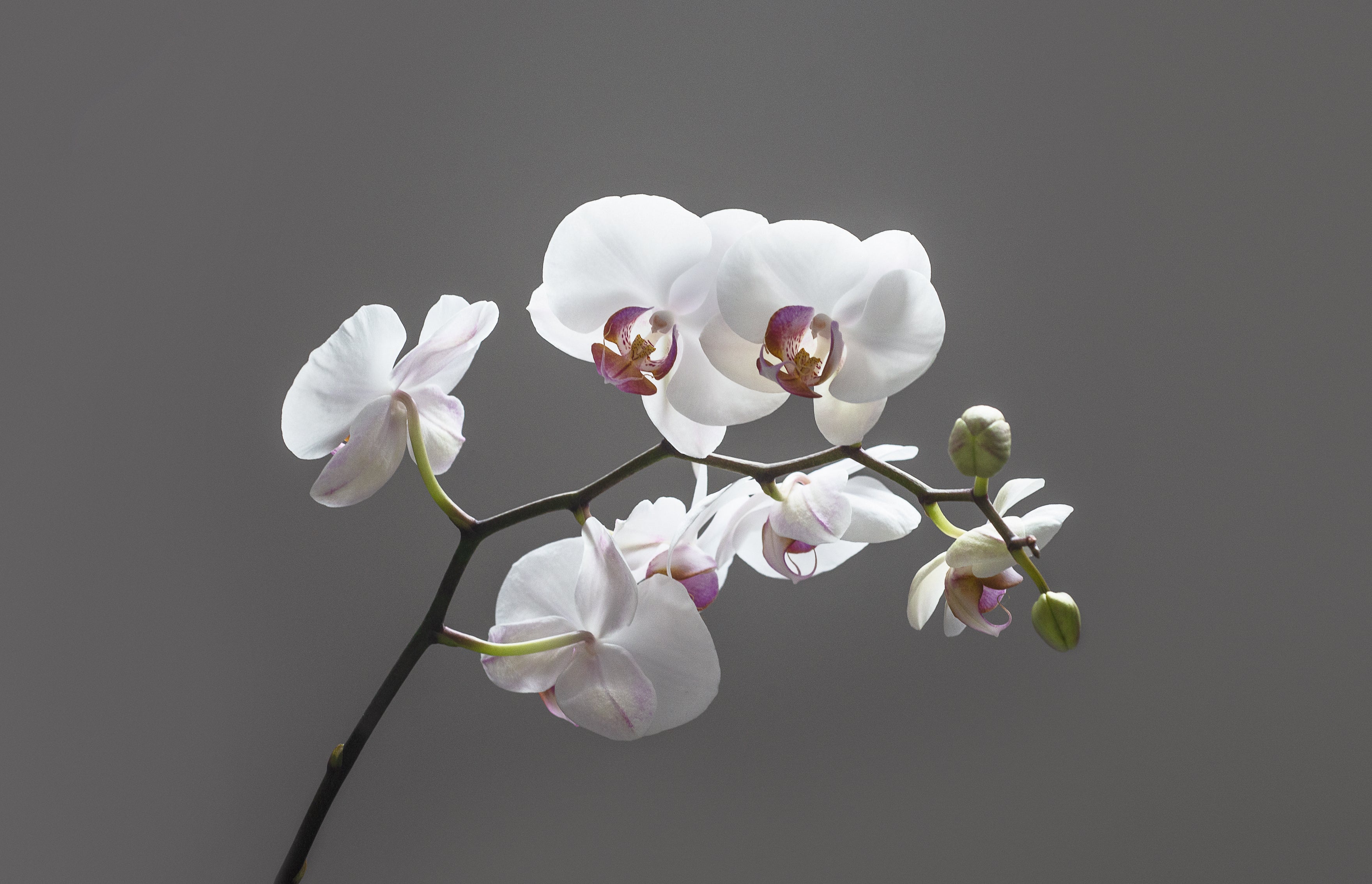 Orchids