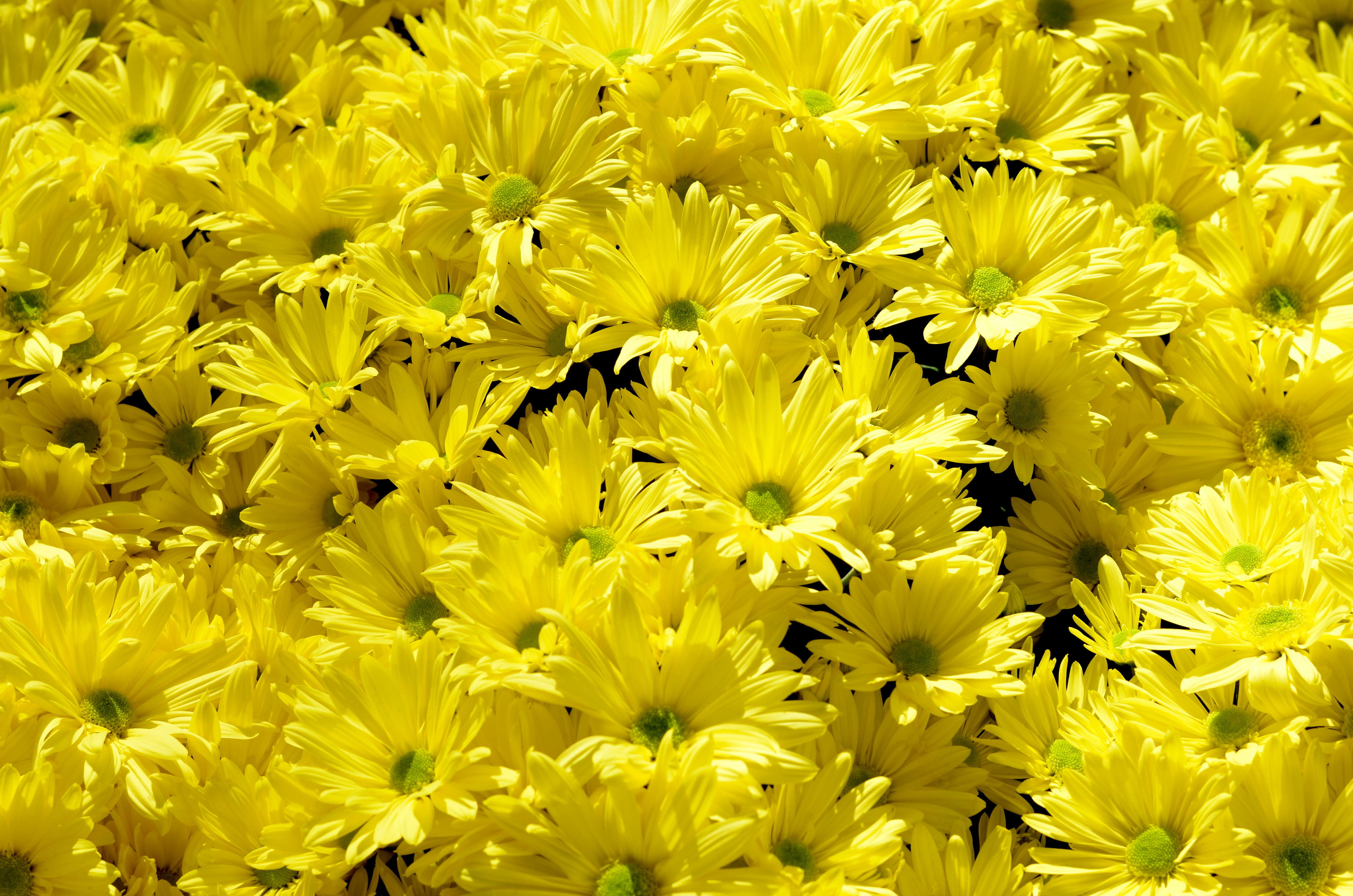 Yellow Flowers