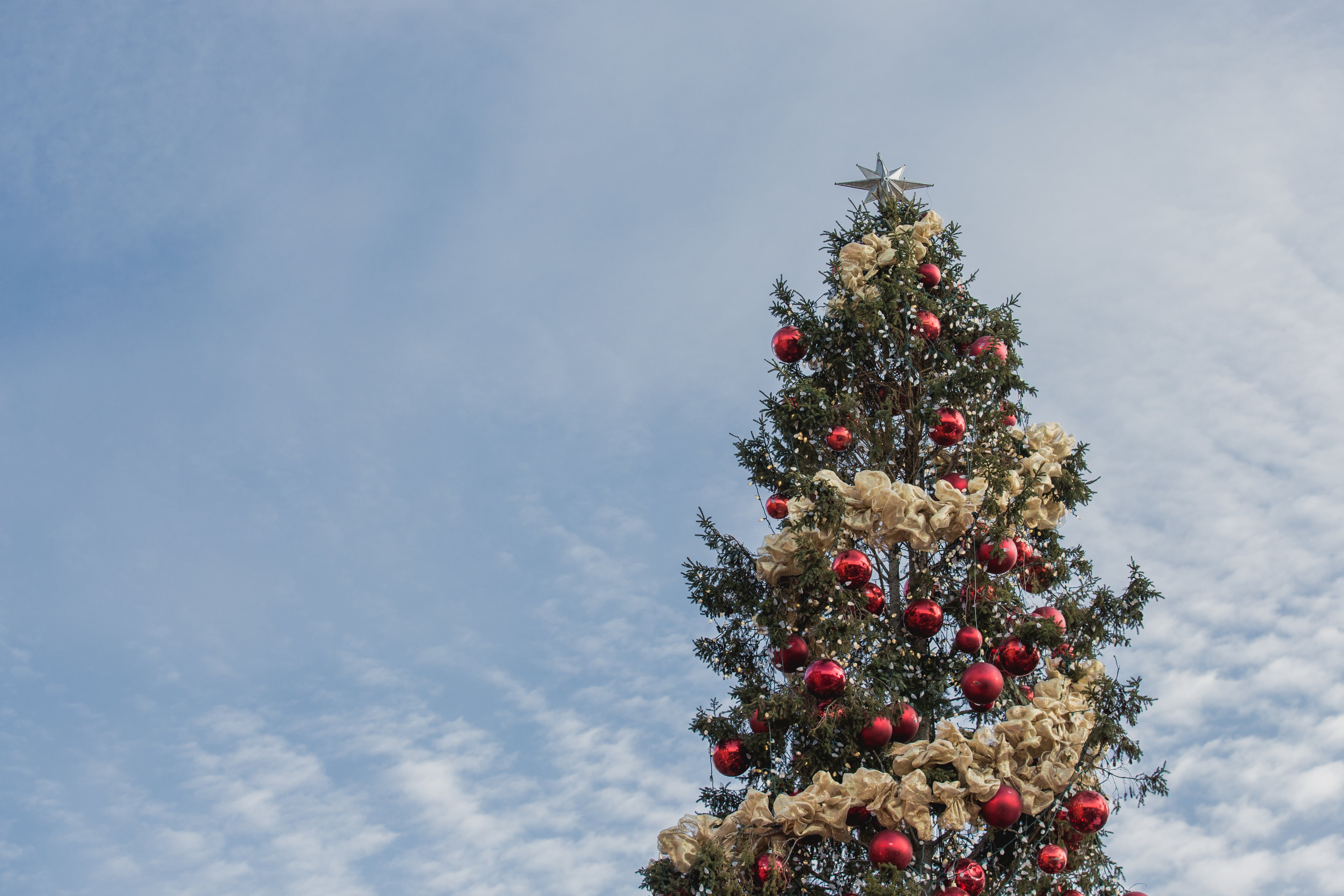 The Magic of Christmas in Every Stem