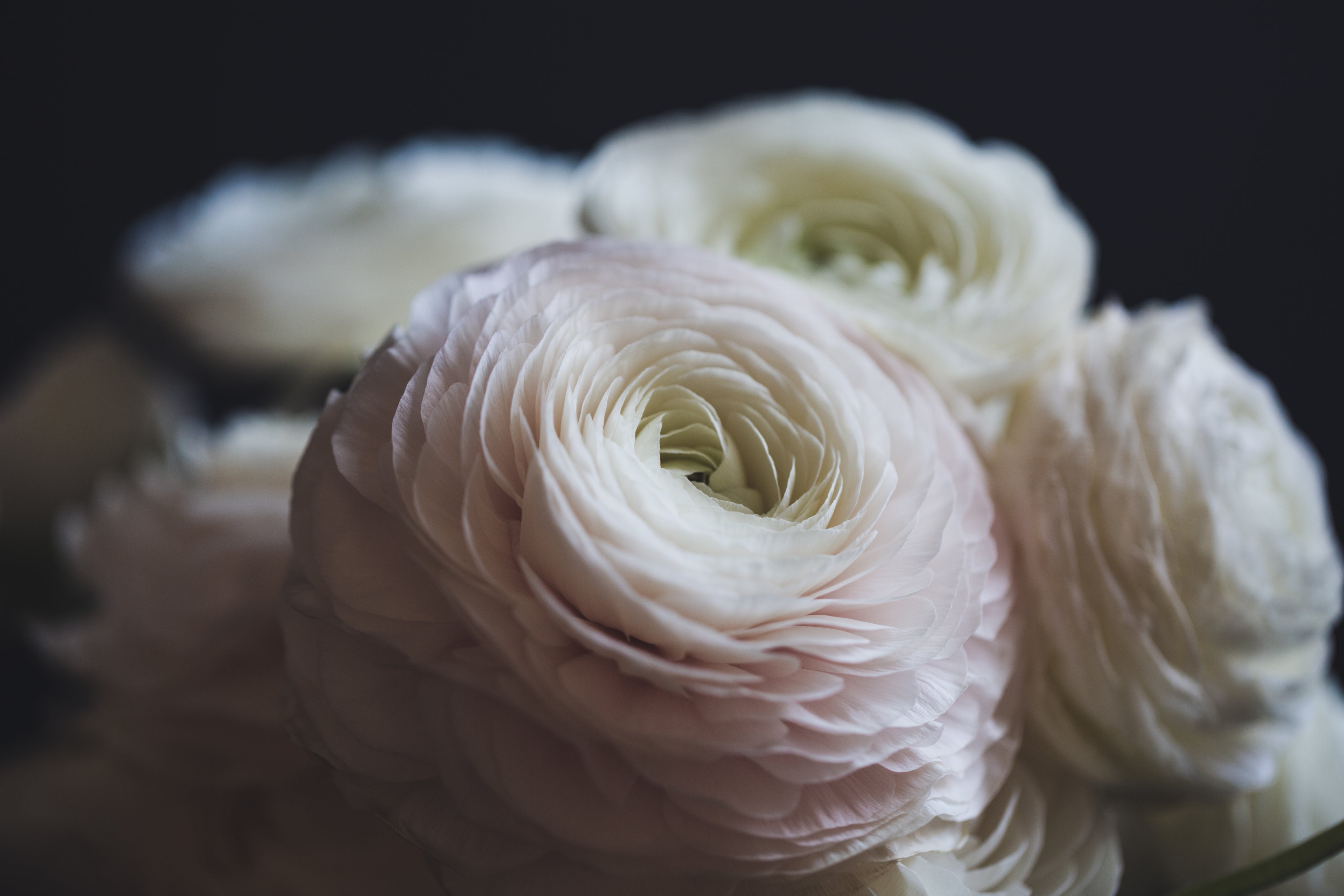Ranunculus