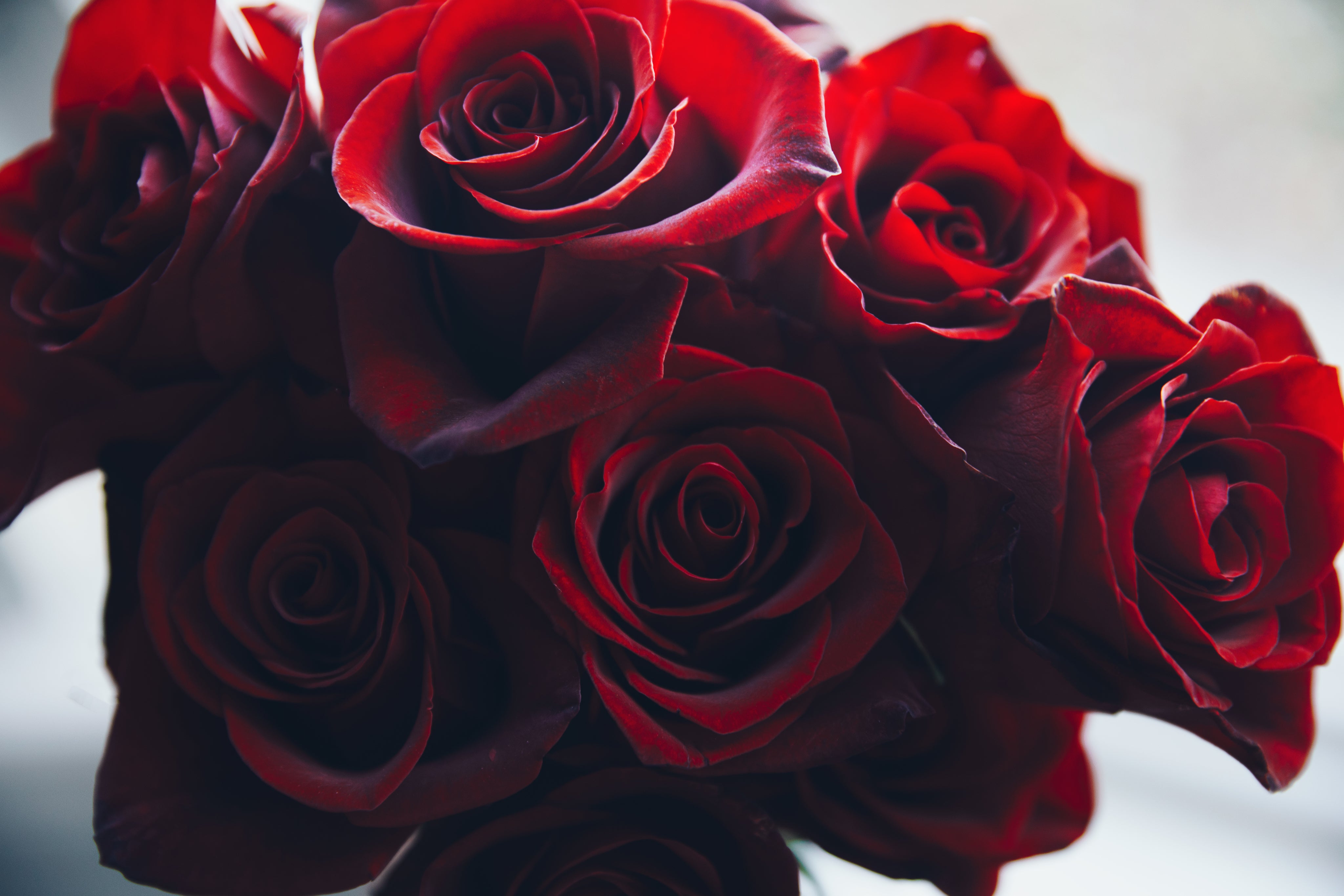 Roses