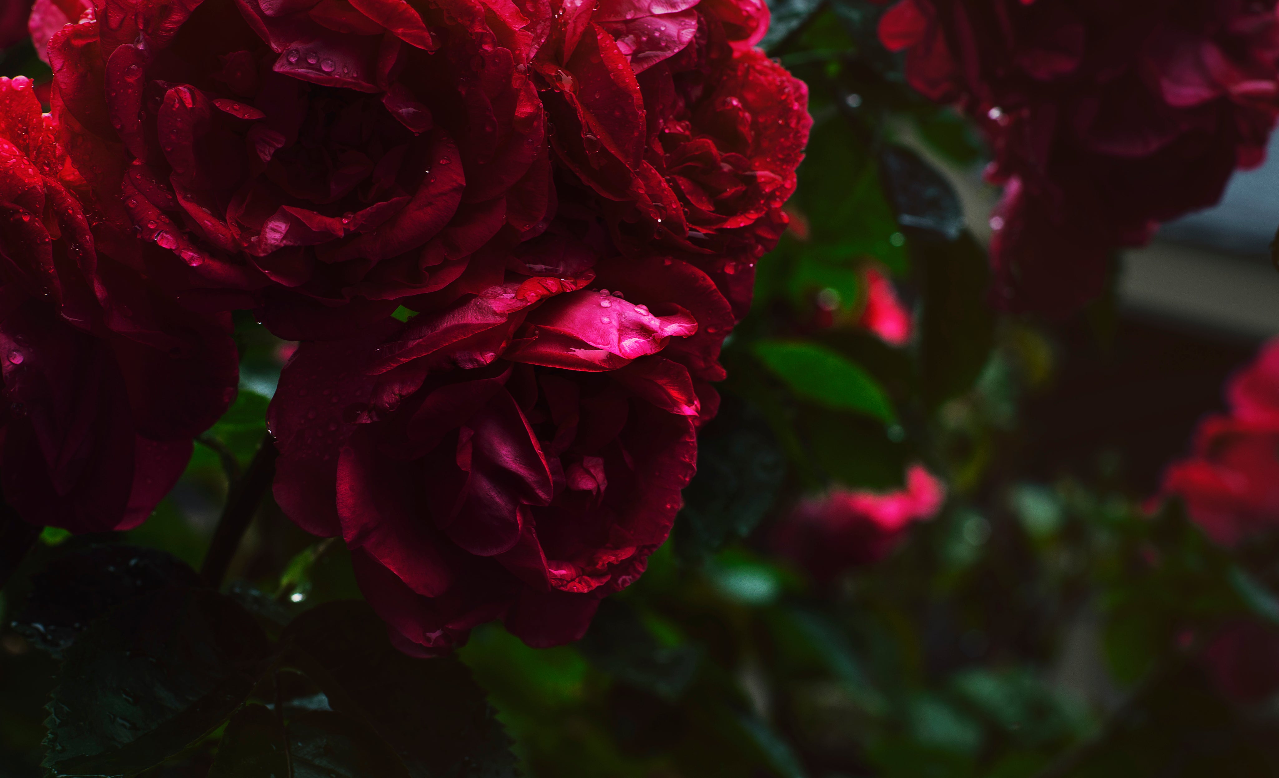 Burgundy & Wine Flowers