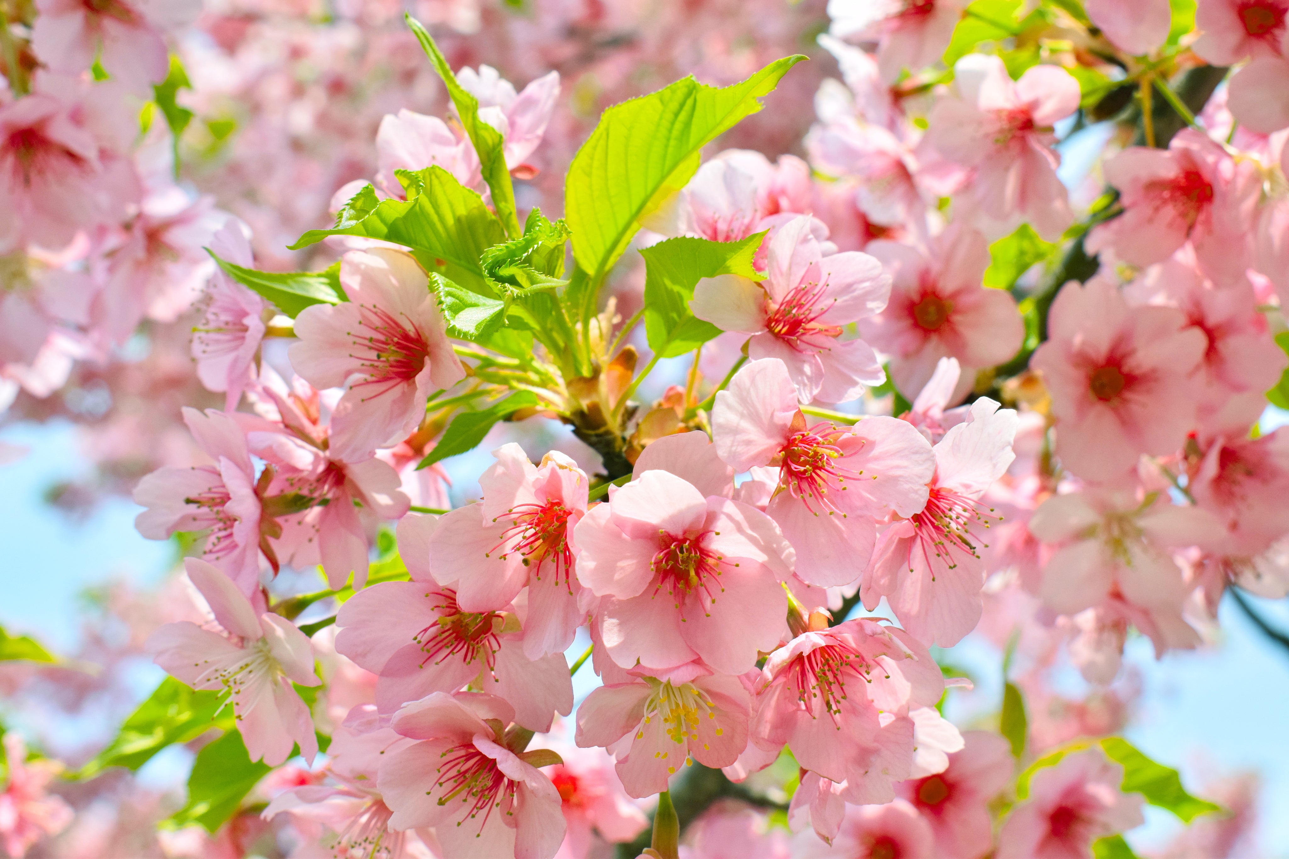 Pink Flowers