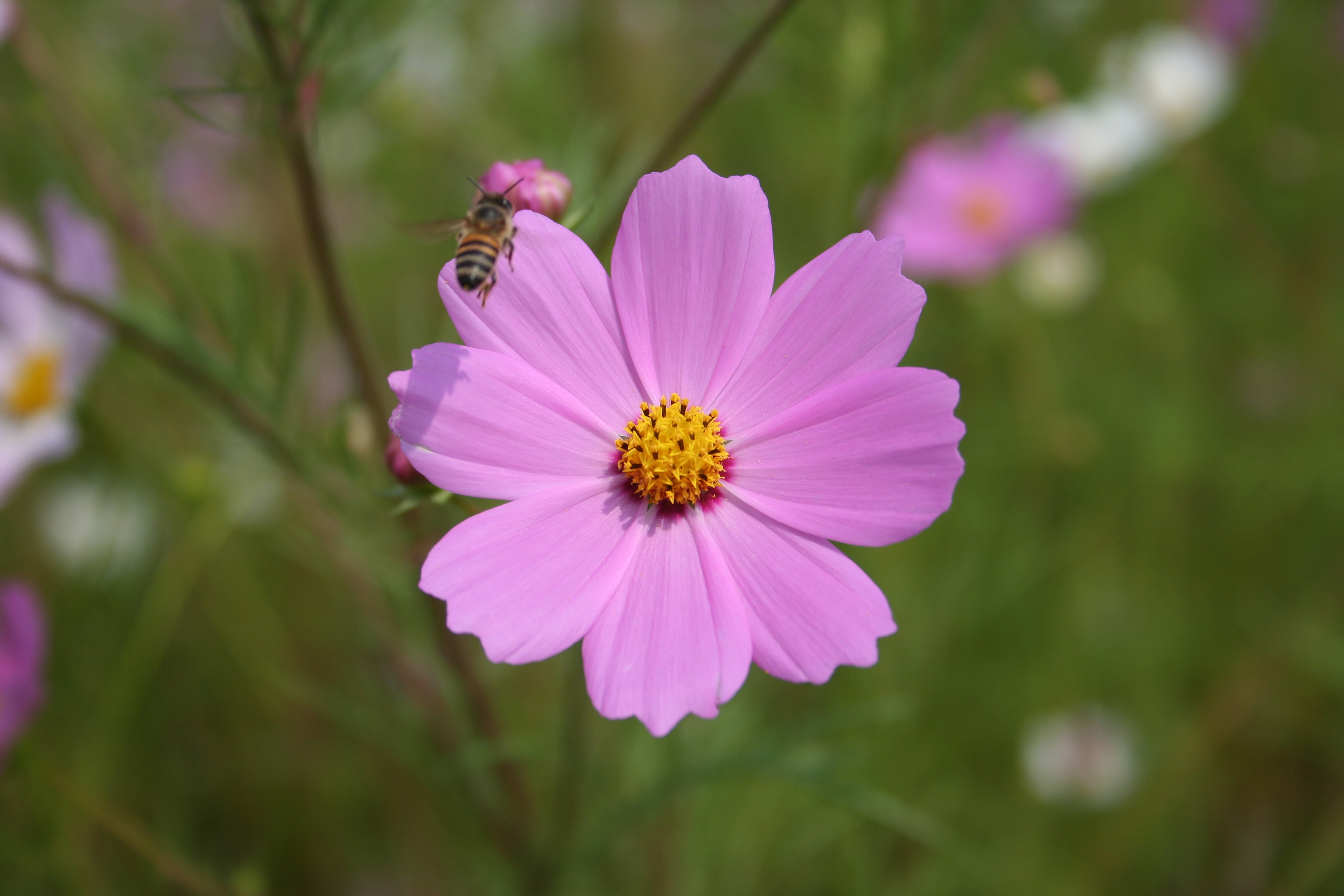 Cosmo