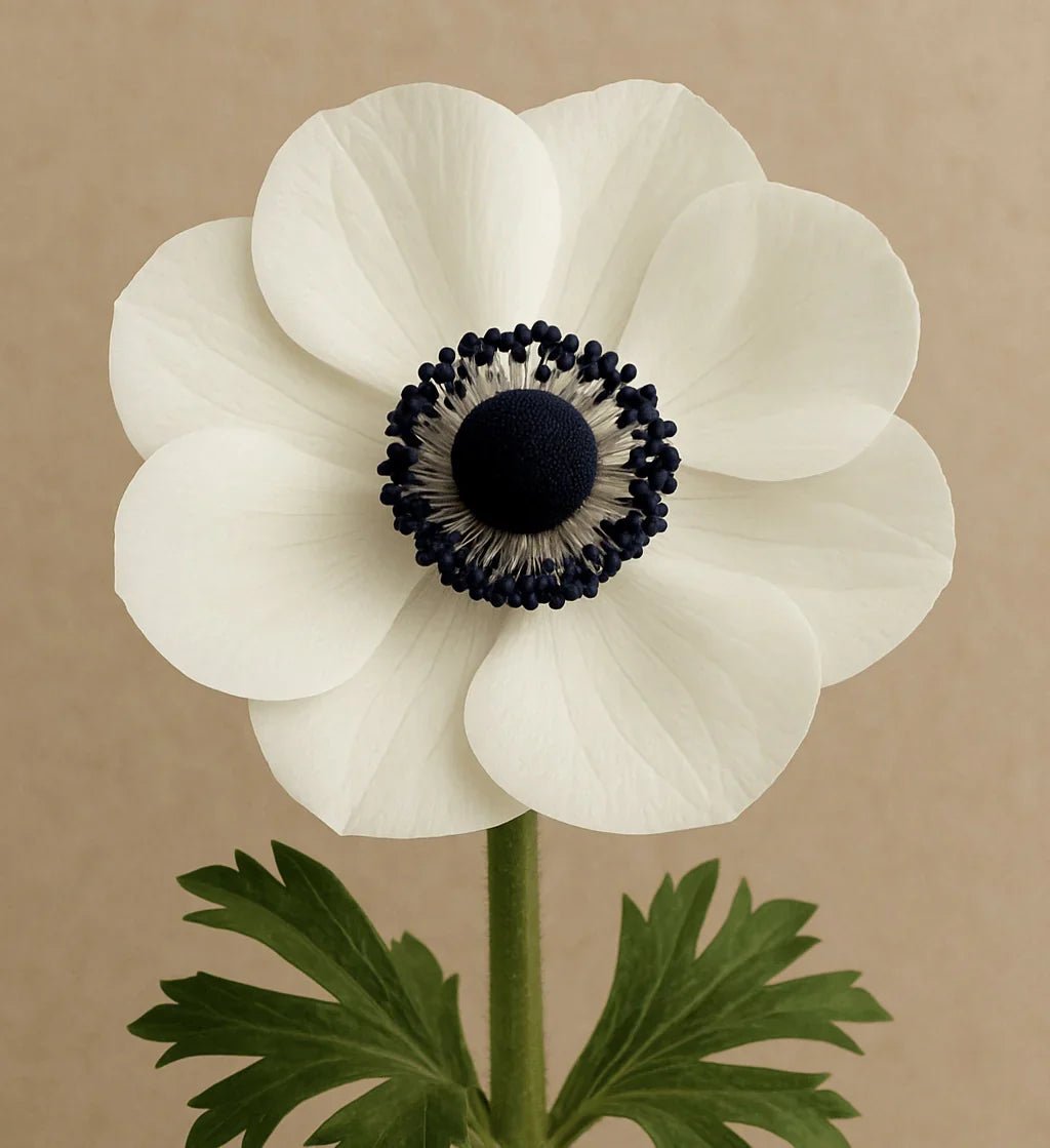 Anemones - Petal Relations LA