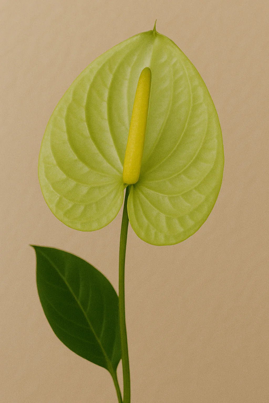 Anthurium - Petal Relations LA