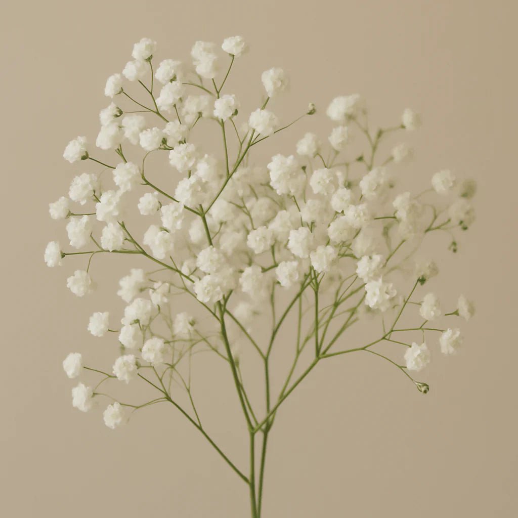 Baby’s Breath Gypsophila - Petal Relations LA