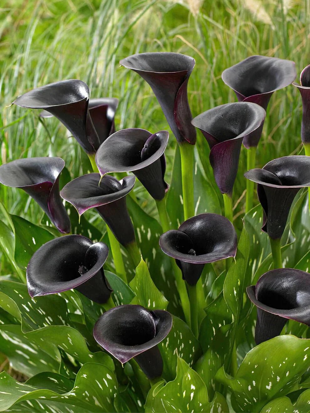 Black Flowers - Petal Relations LA
