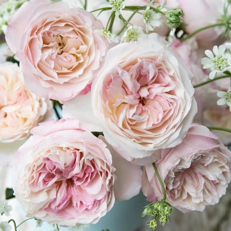 Blush Flowers - Petal Relations LA