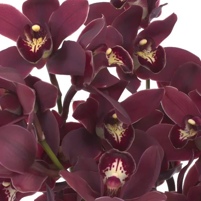 Burgundy & Wine Flowers - Petal Relations LA