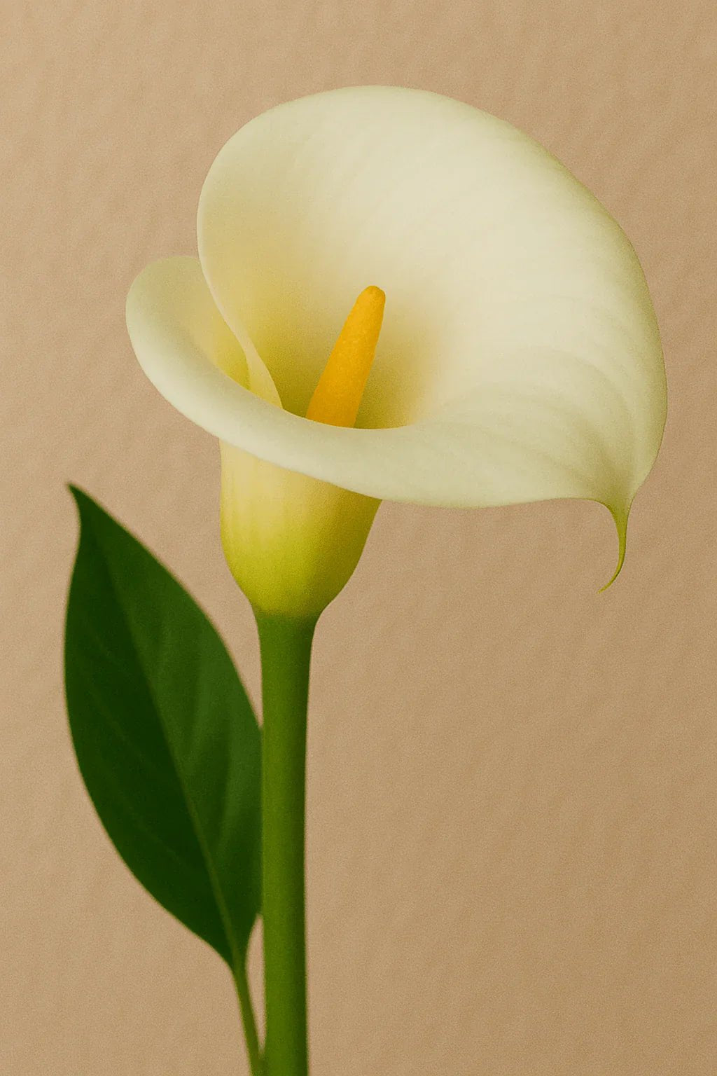 Calla Lilies - Petal Relations LA