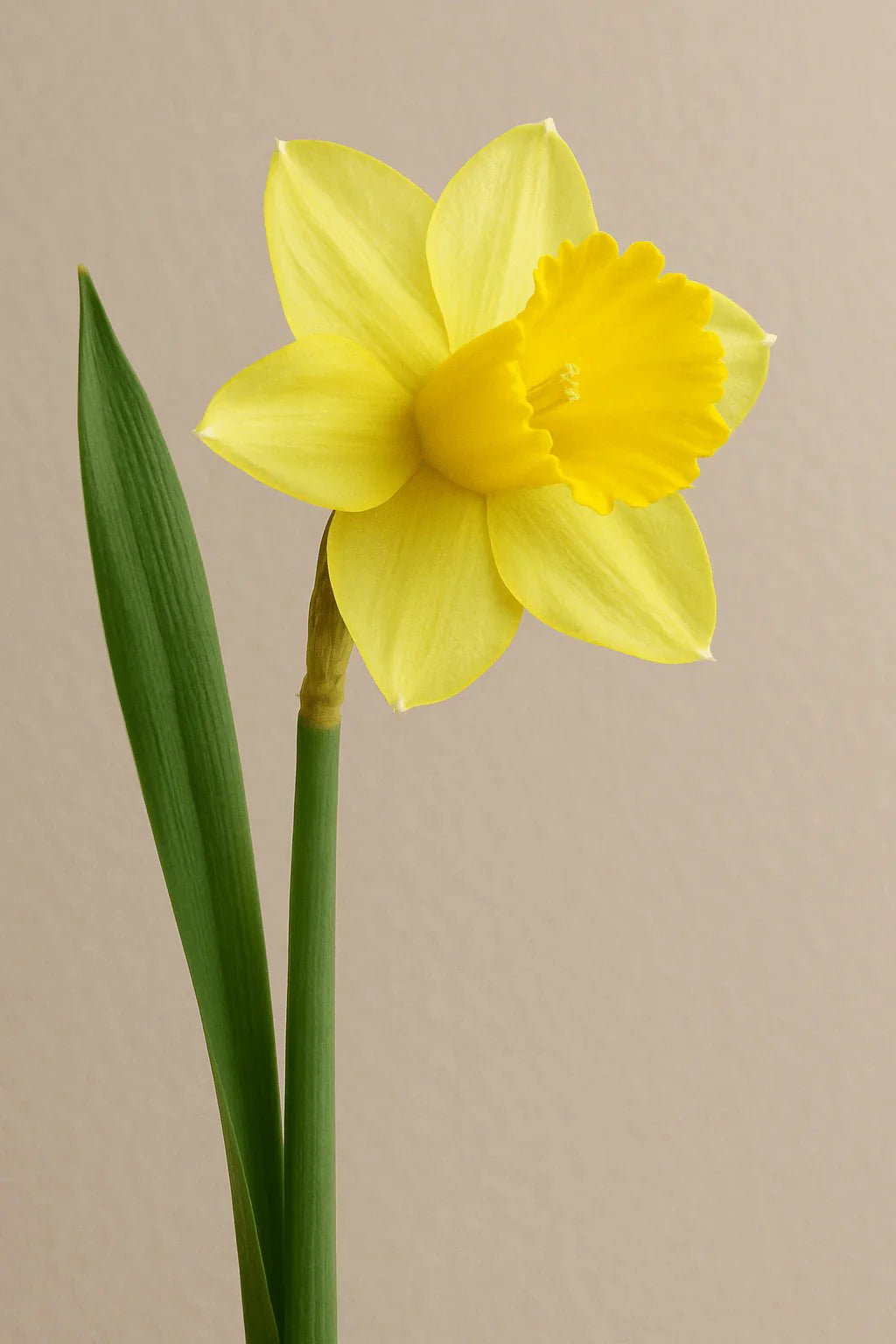 Daffodil - Petal Relations LA
