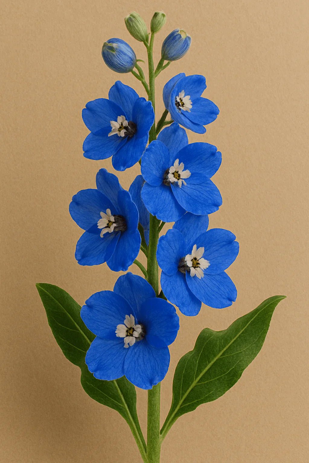 Delphinium - Petal Relations LA