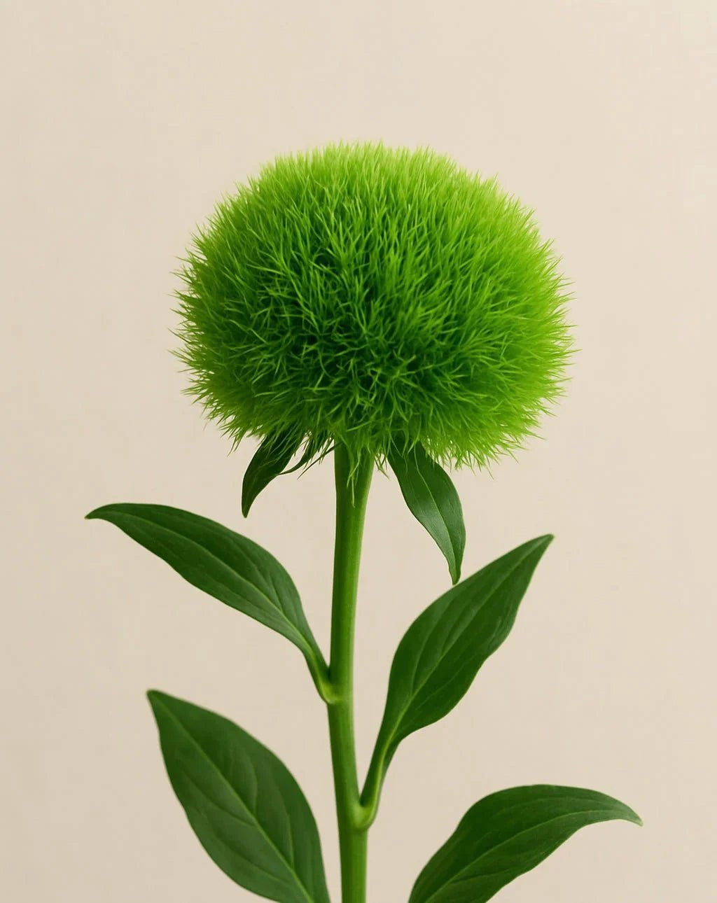 Dianthus - Petal Relations LA