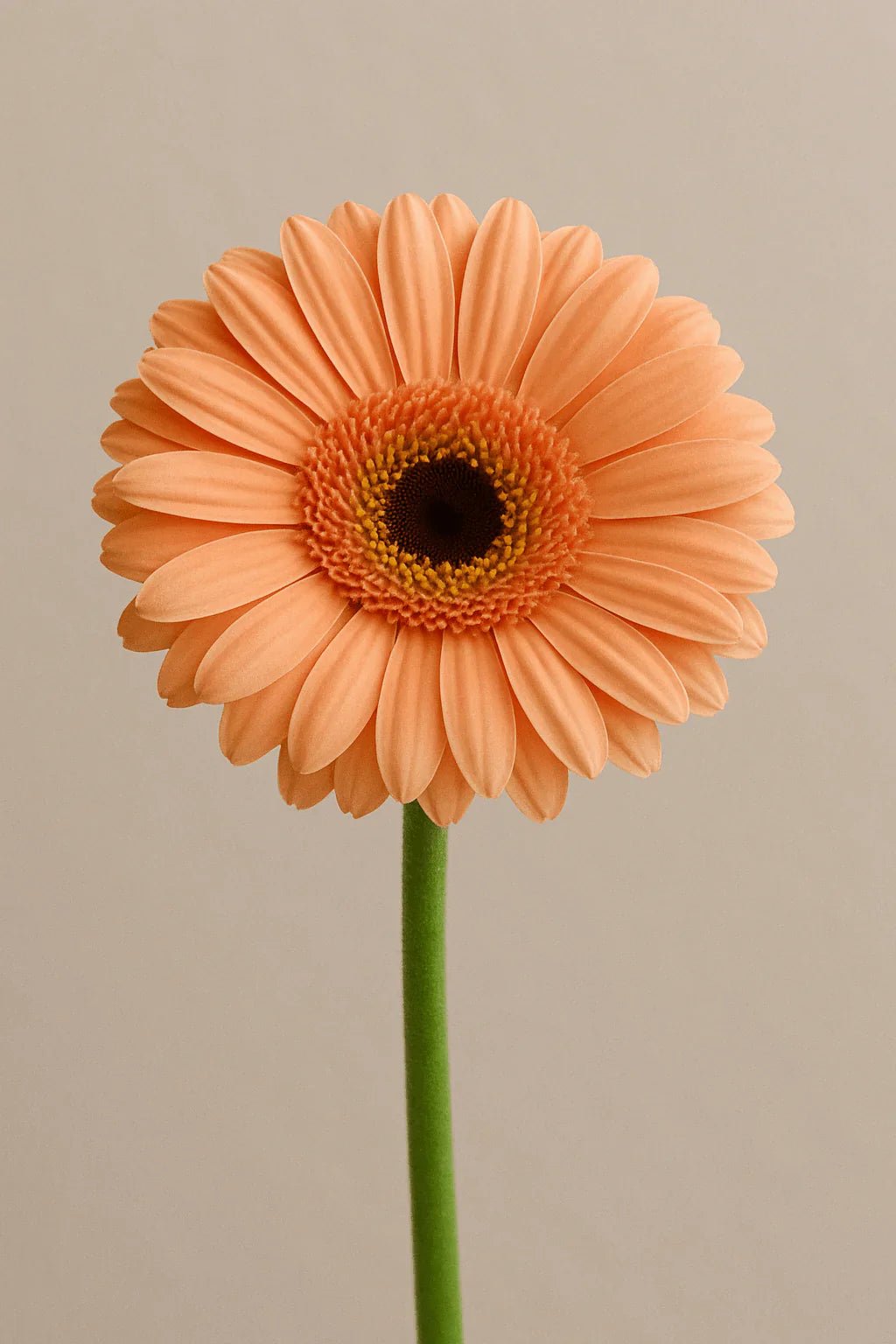 Gerbera Daisies - Petal Relations LA