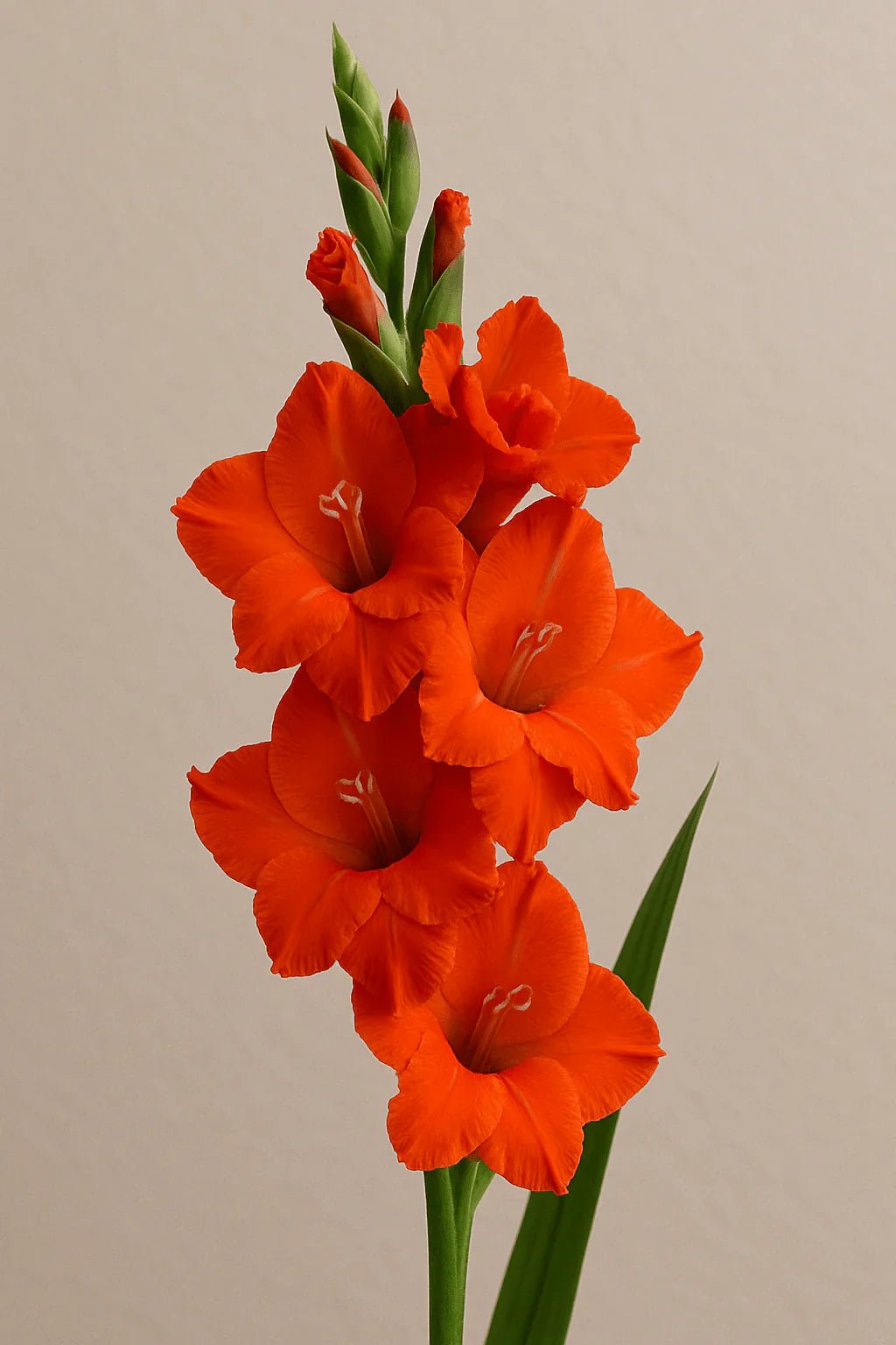 Gladiolus - Petal Relations LA