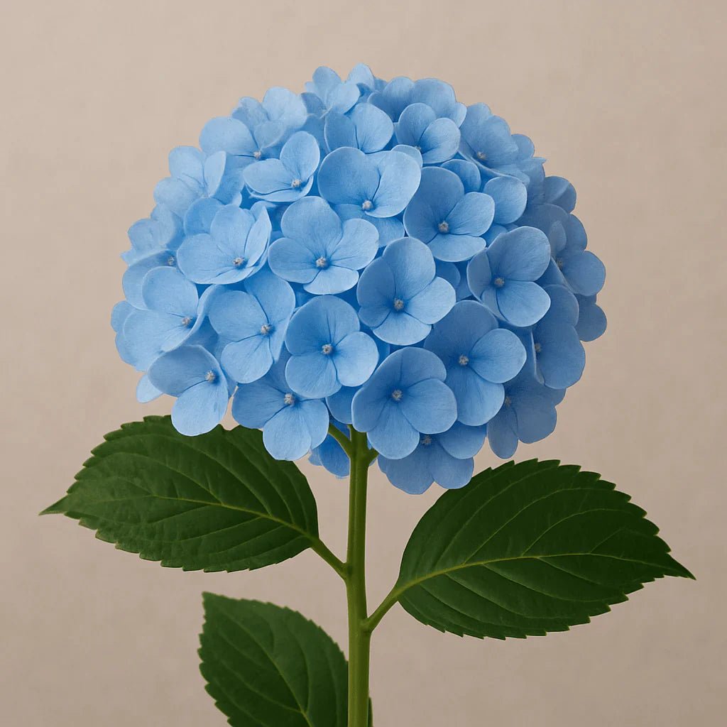 Hydrangeas - Petal Relations LA