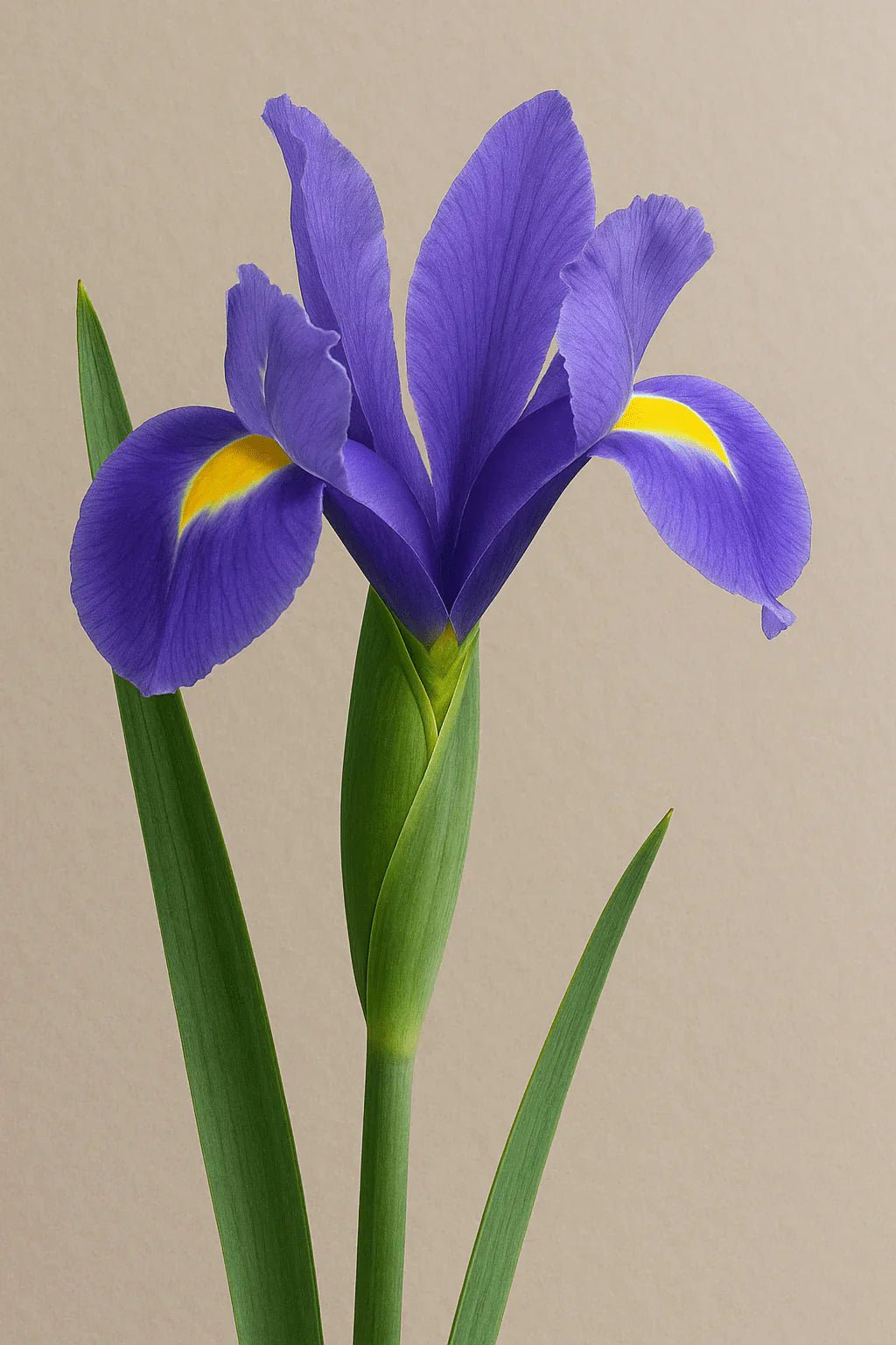 Iris - Petal Relations LA