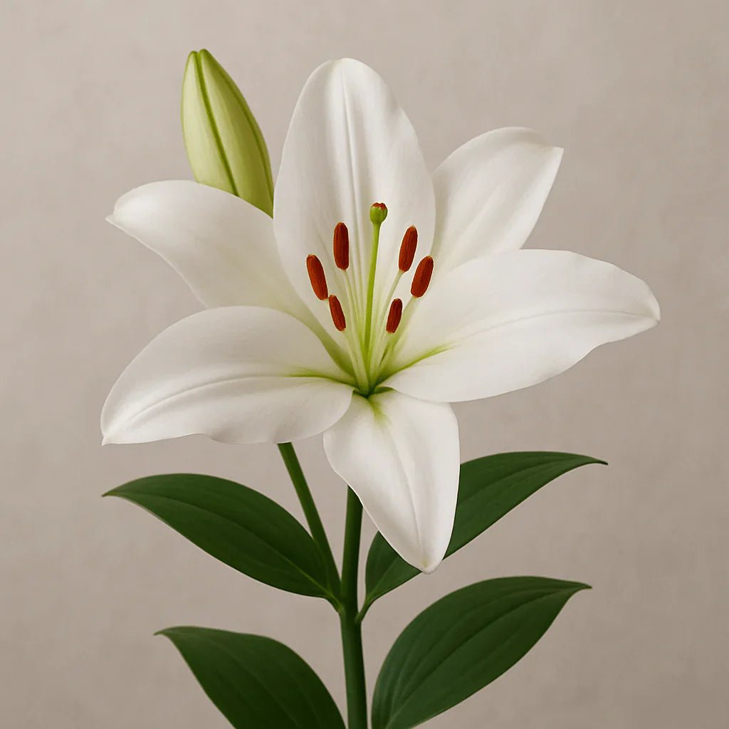 Lilies - Petal Relations LA