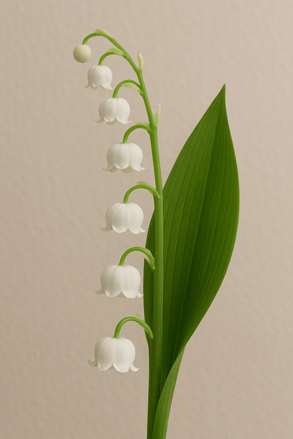 Lilly of the Valley - Petal Relations LA