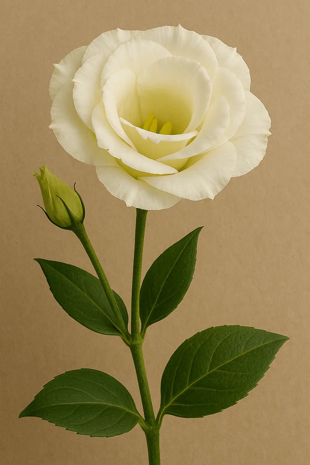 Lisianthus - Petal Relations LA