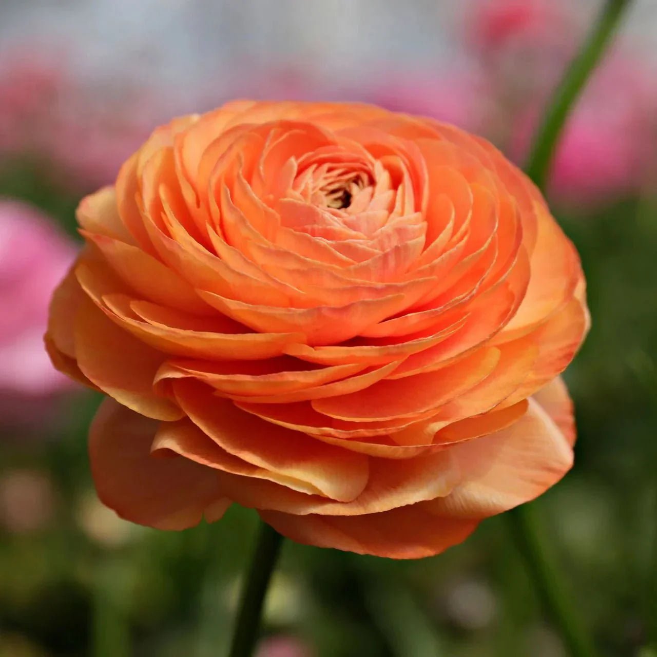 Orange Flowers - Petal Relations LA