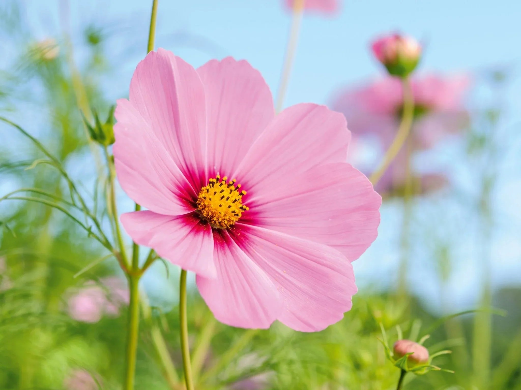 Pink Flowers - Petal Relations LA
