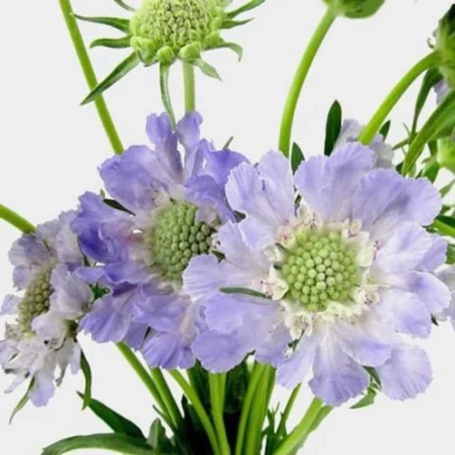 Purple & Lavender Flowers - Petal Relations LA