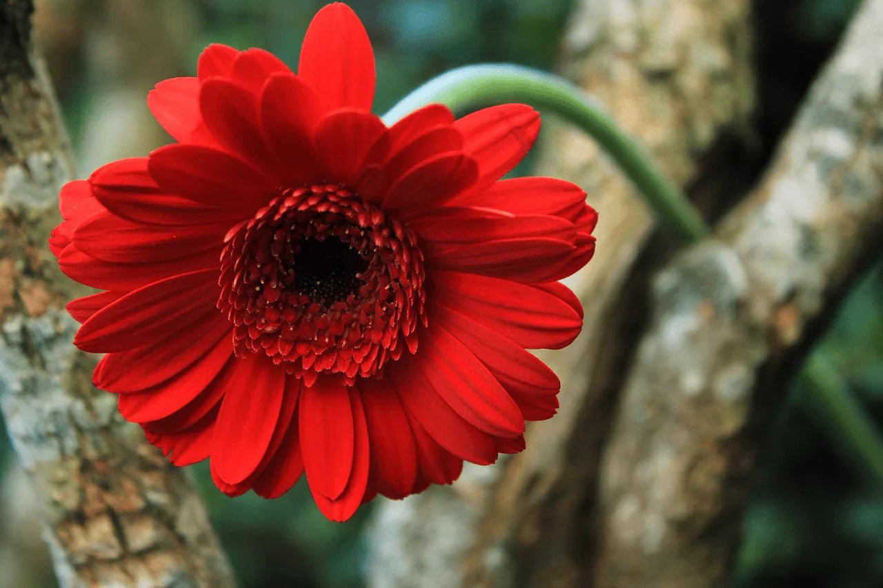 Red Flowers - Petal Relations LA