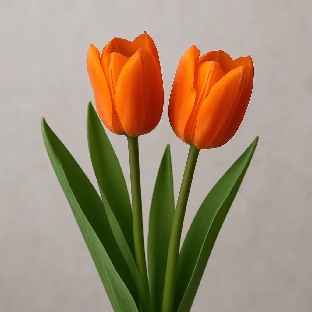 Tulips - Petal Relations LA