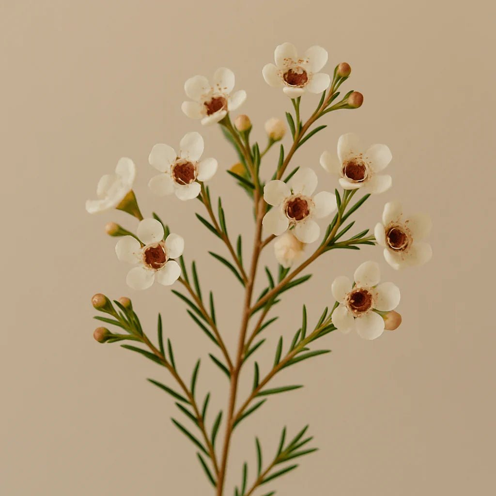 Wax Flower - Petal Relations LA