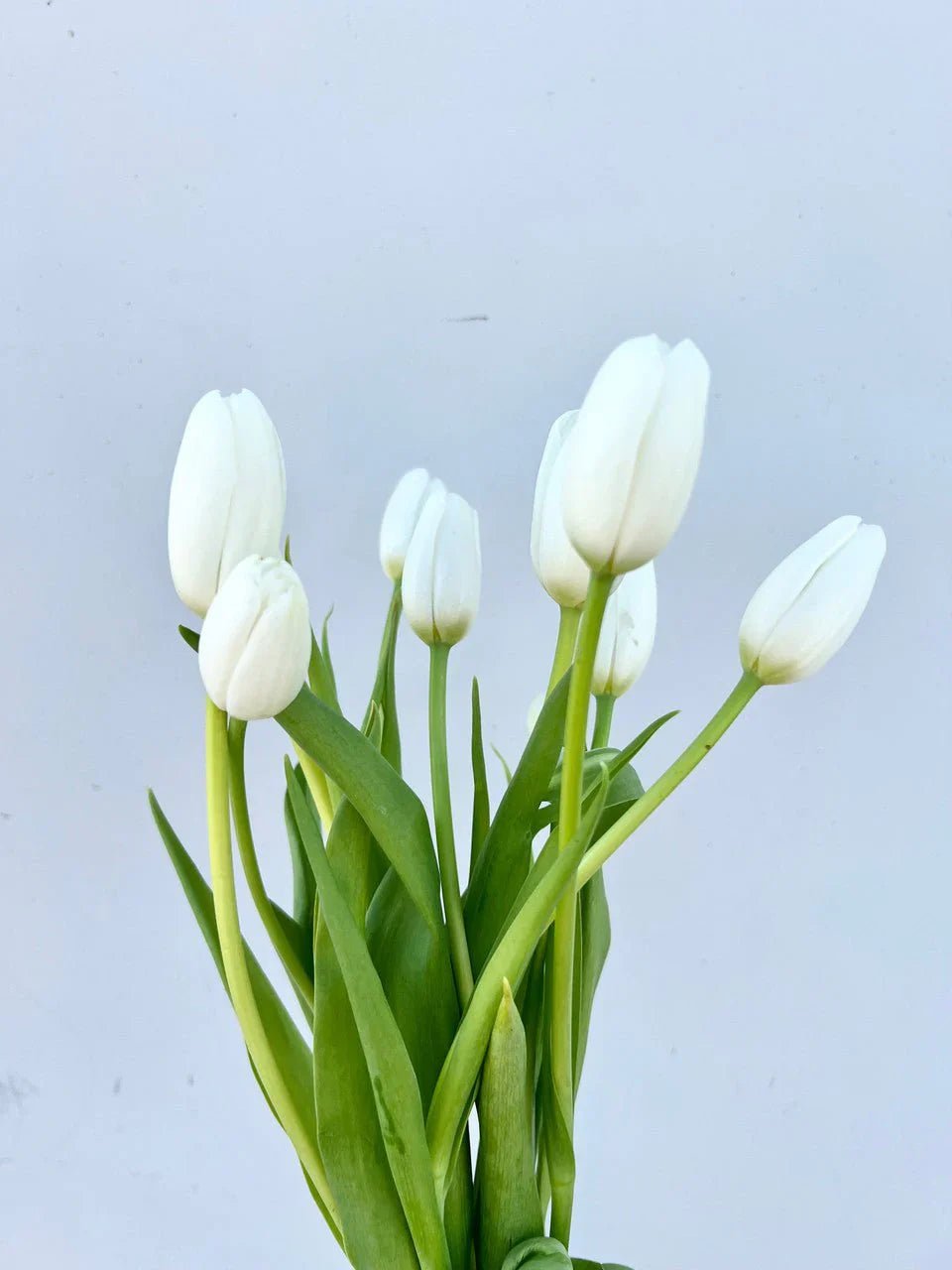 White Flowers - Petal Relations LA