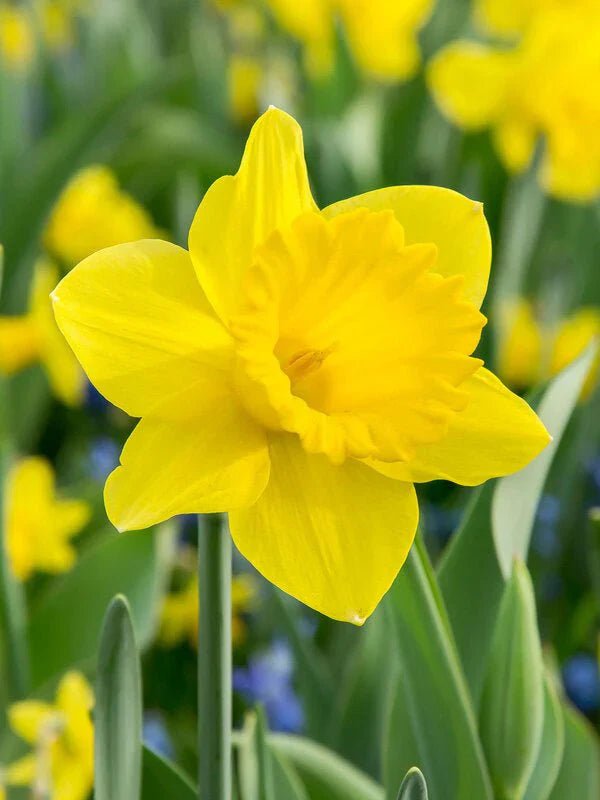 Yellow Flowers - Petal Relations LA
