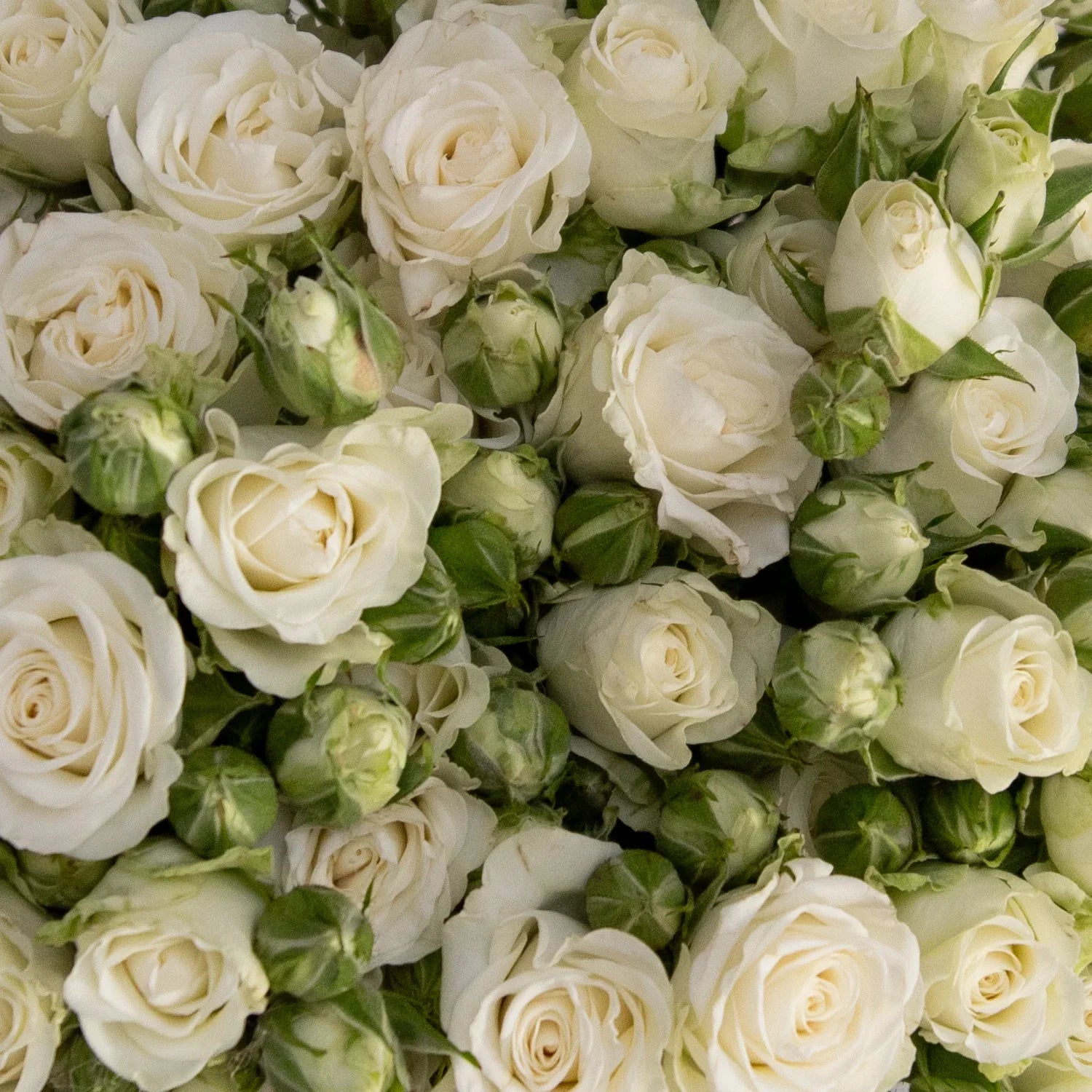 Spray Roses