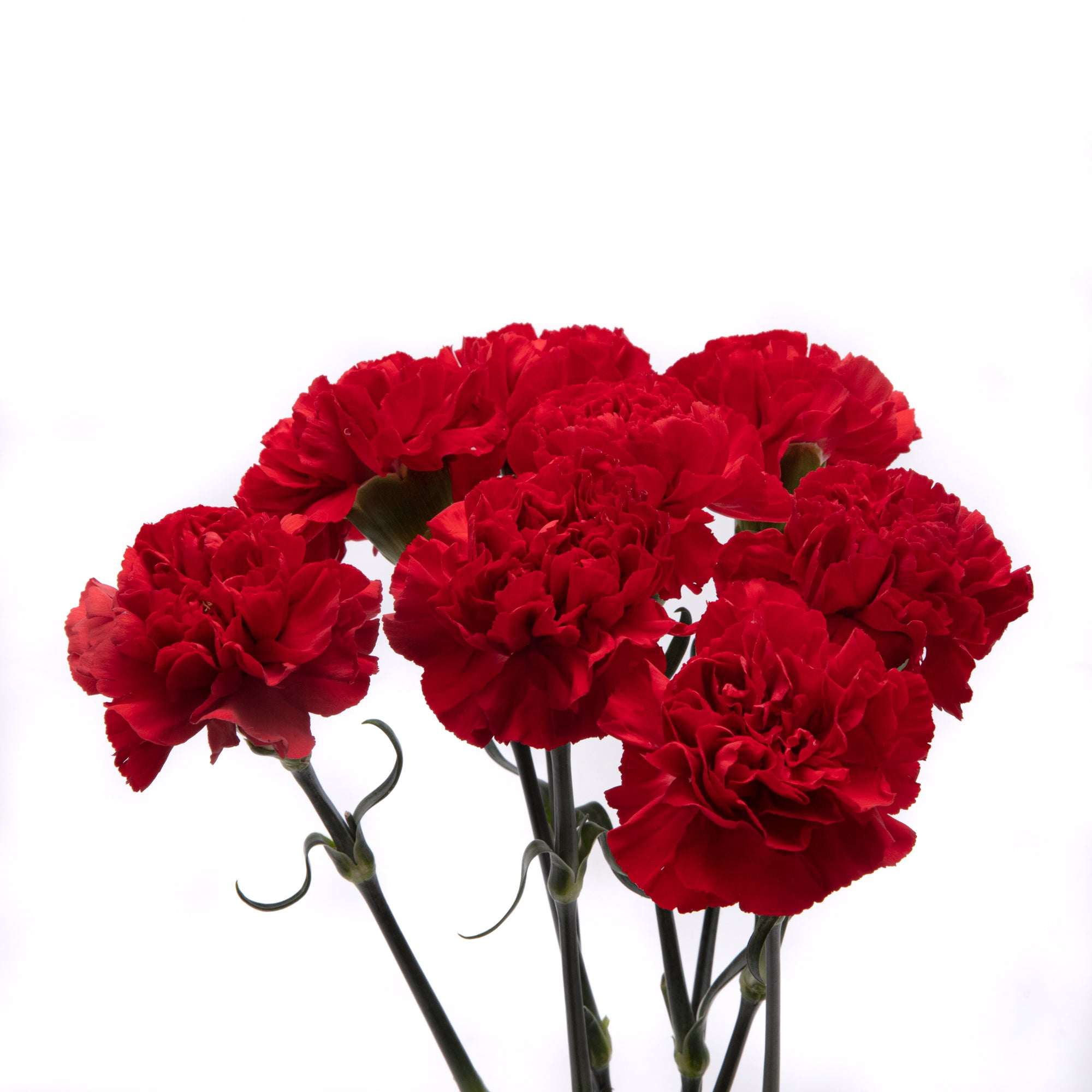 Carnations