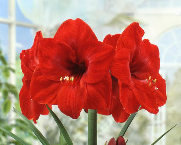 Amaryllis