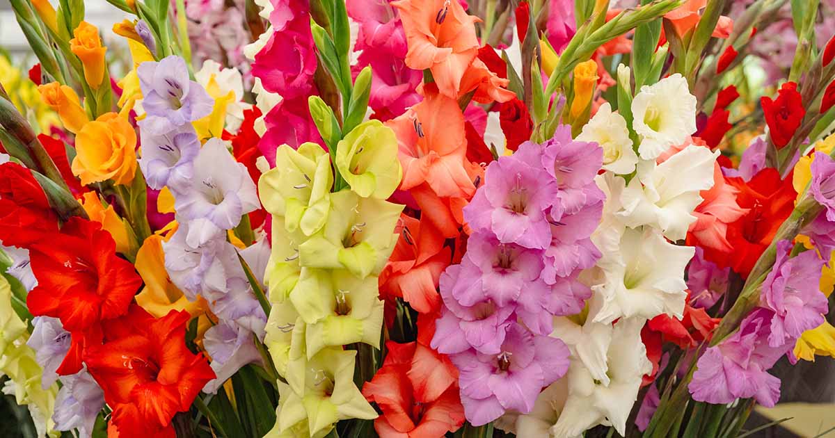 Gladiolus
