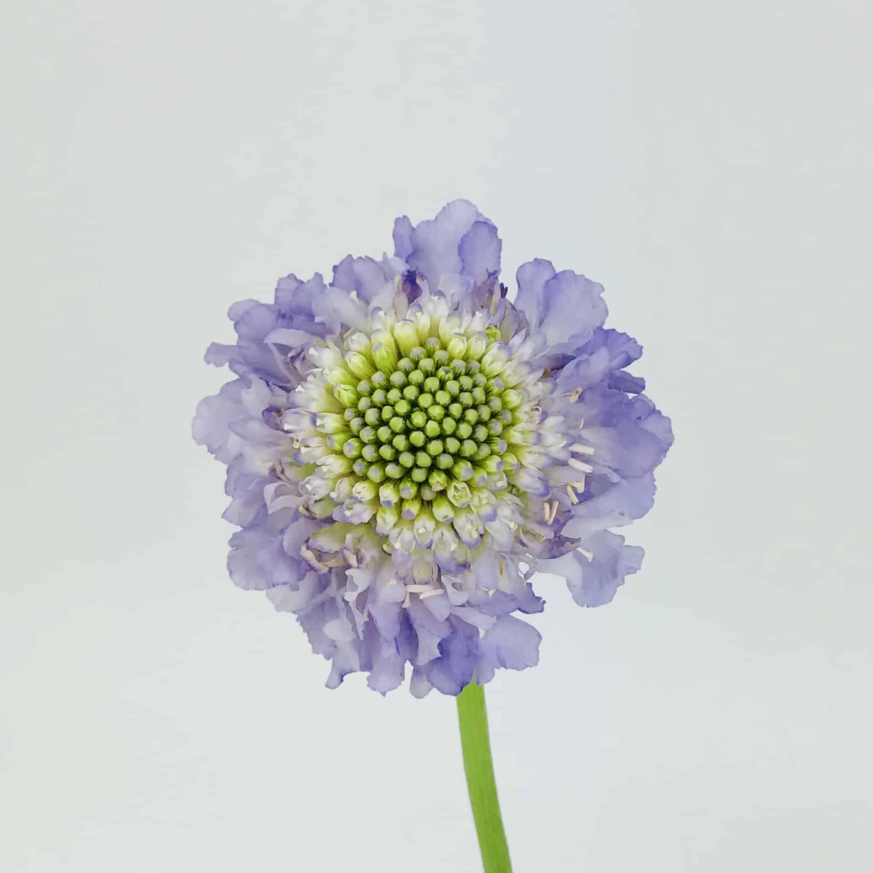 Scabiosa
