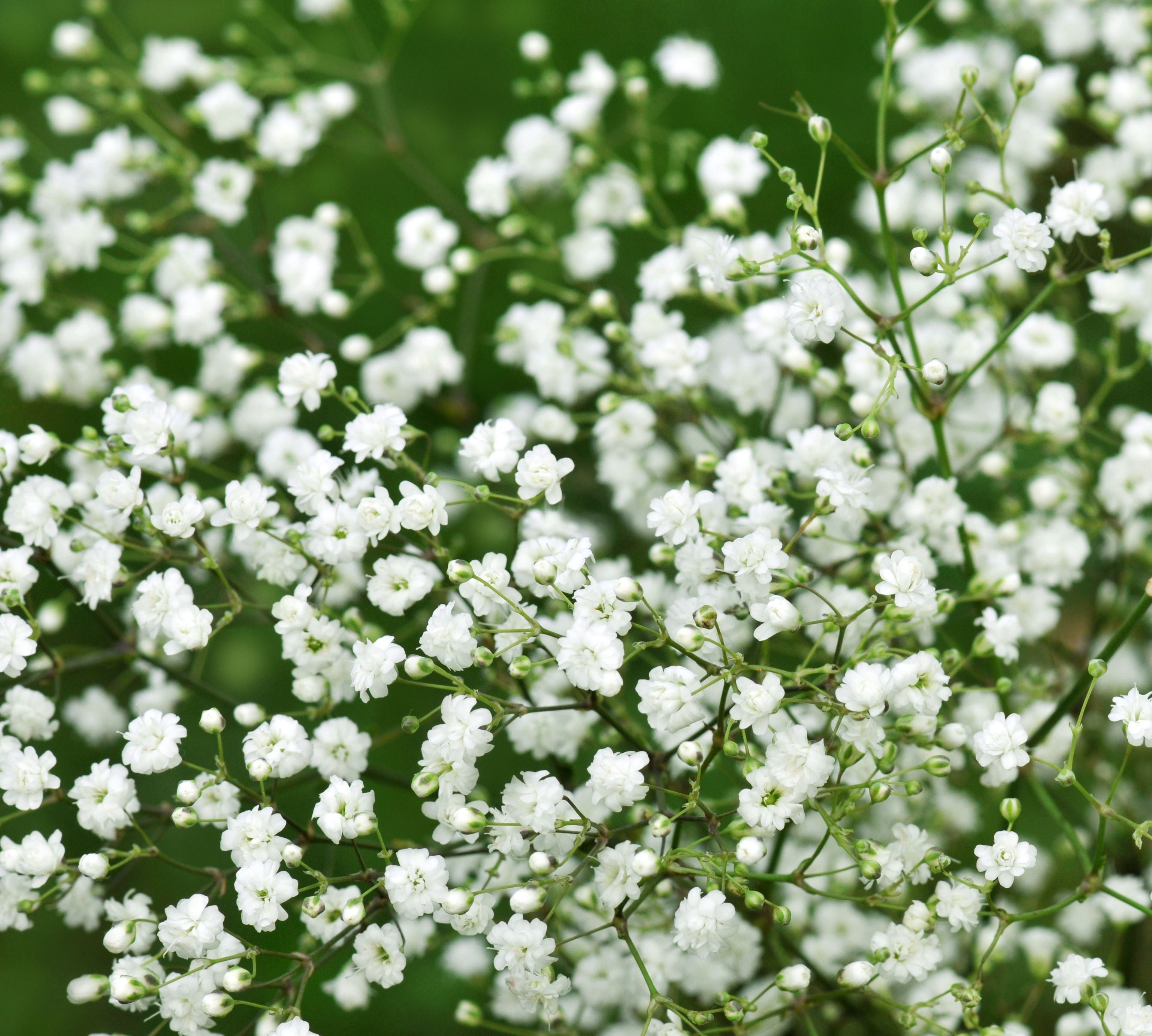 Baby’s Breath (Gypsophila)