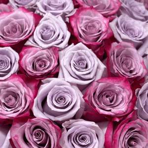 Be Mine Remix - Petal Relations LA