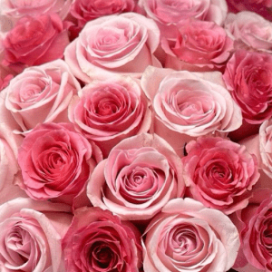 Be Mine Remix - Petal Relations LA