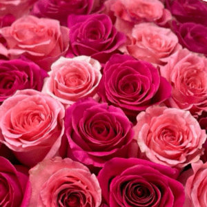 Be Mine Remix - Petal Relations LA