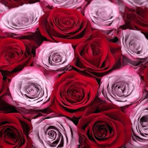 Be Mine Remix - Petal Relations LA