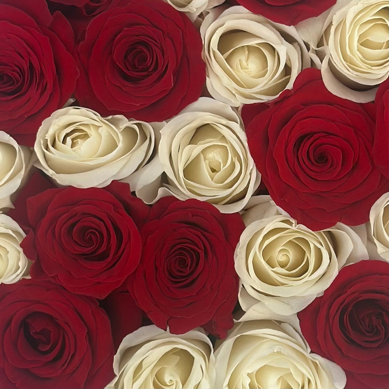 Be Mine Remix - Petal Relations LA