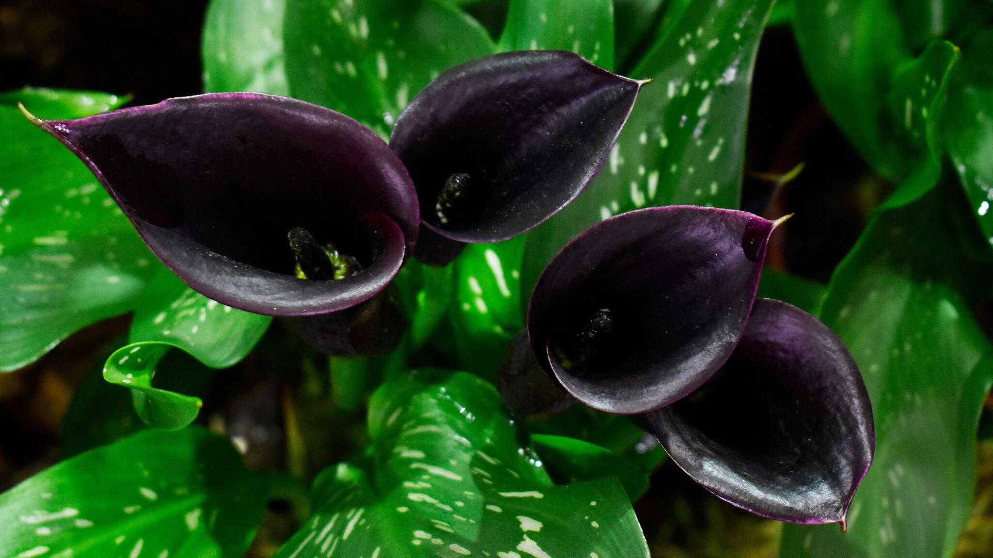 Black Flowers