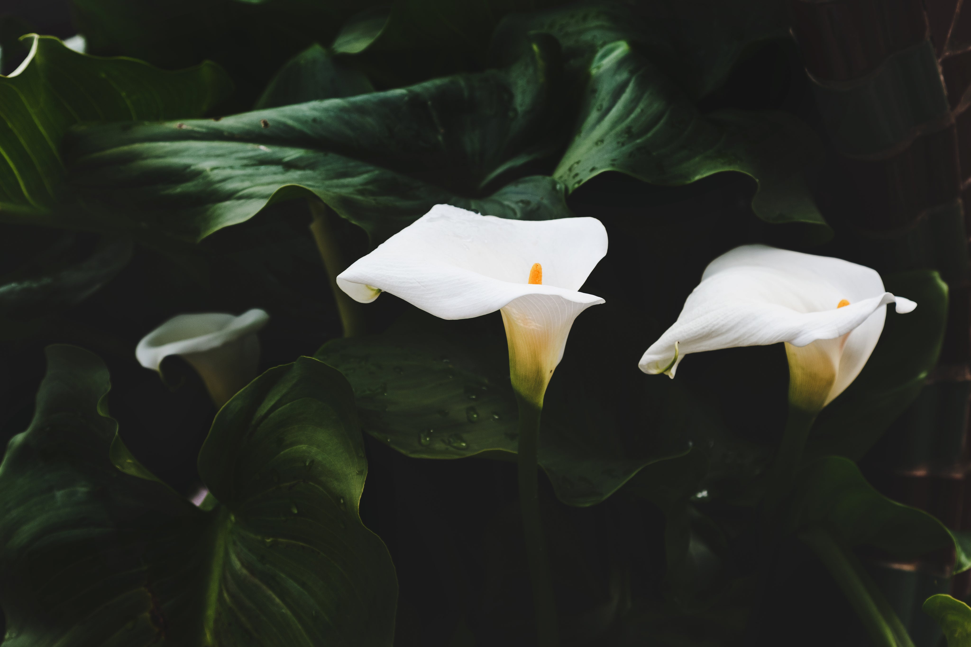 Calla Lilly
