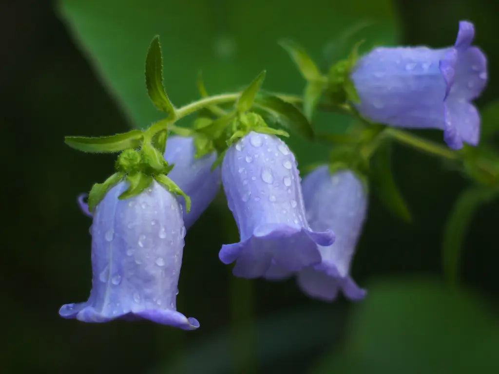 Campanula